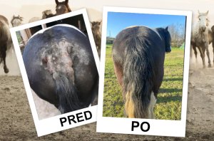 🐴 PRÍBEH, KTORÝ PRINÁŠA NÁDEJ - SKÚSENOSTI S PRODUKTMI PACITEA ✨