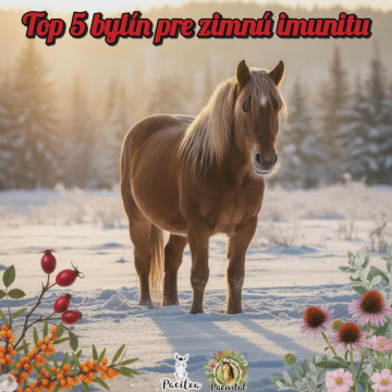 Top 5 bylín pre zimnú imunitu 🌿❄️