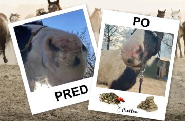 🌿 Osvedčený tip na výrastky u koní: Kombinácia Pacitea Immuno a Pacitea - Pelety zo semien pestreca mariánskeho 🐴