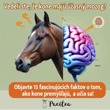 🧠🐴 15 zaujímavostí o koňskom mozgu, ktoré vás prekvapia!
