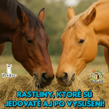 Nekŕmte koňa jedom! Rastliny, ktoré sú jedovaté aj po vysušení