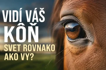 Ako vidí kôň? Jeho svet vyzerá inak, než si mnohí myslia