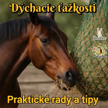 Prevencia a manažment dýchavičnosti, alebo čo môžete urobiť aj vy ako chovateľ koní🐴