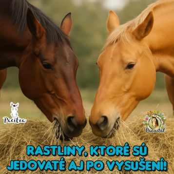 Nekŕmte koňa jedom! Rastliny, ktoré sú jedovaté aj po vysušení