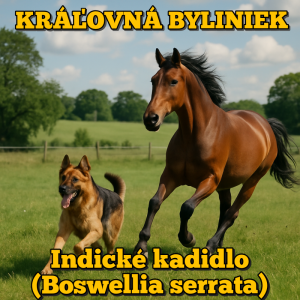 Kráľovná byliniek - Indické kadidlo 👑🌿