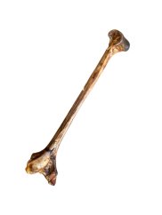 Sušená pštrosia holenná kosť s dreňou pre psy